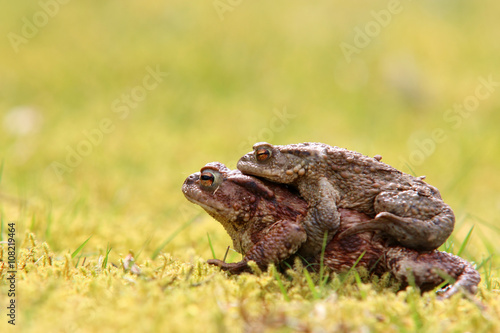 Erdkrötenpaar