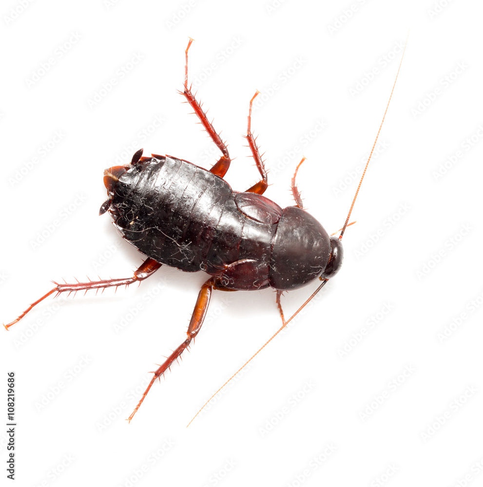 cockroach on a white background cockroach on a white background