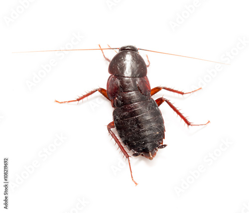cockroach on a white background