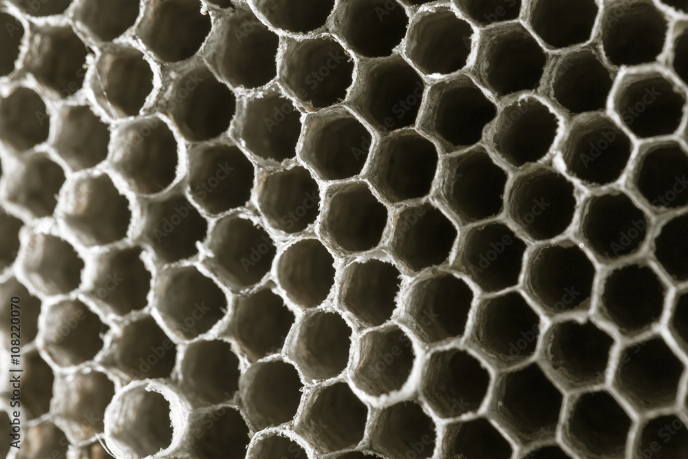 honeycomb wasp as a background. texture honeycomb wasp as a background. texture