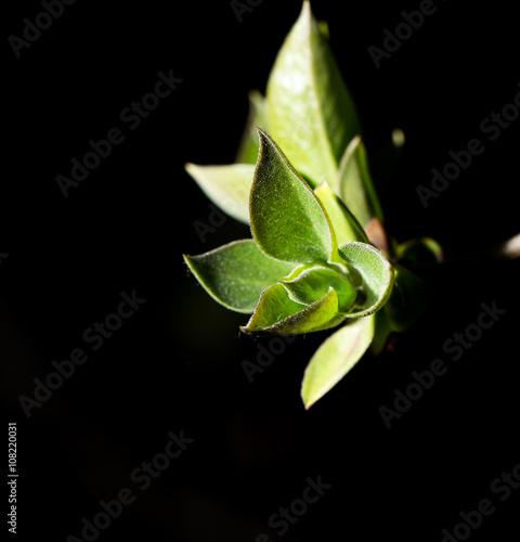 young leaves on a black background. macro