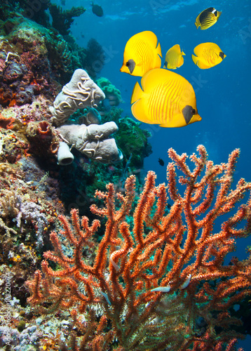 Wallpaper Mural Masked Butterfly Fish on coral reef  Torontodigital.ca