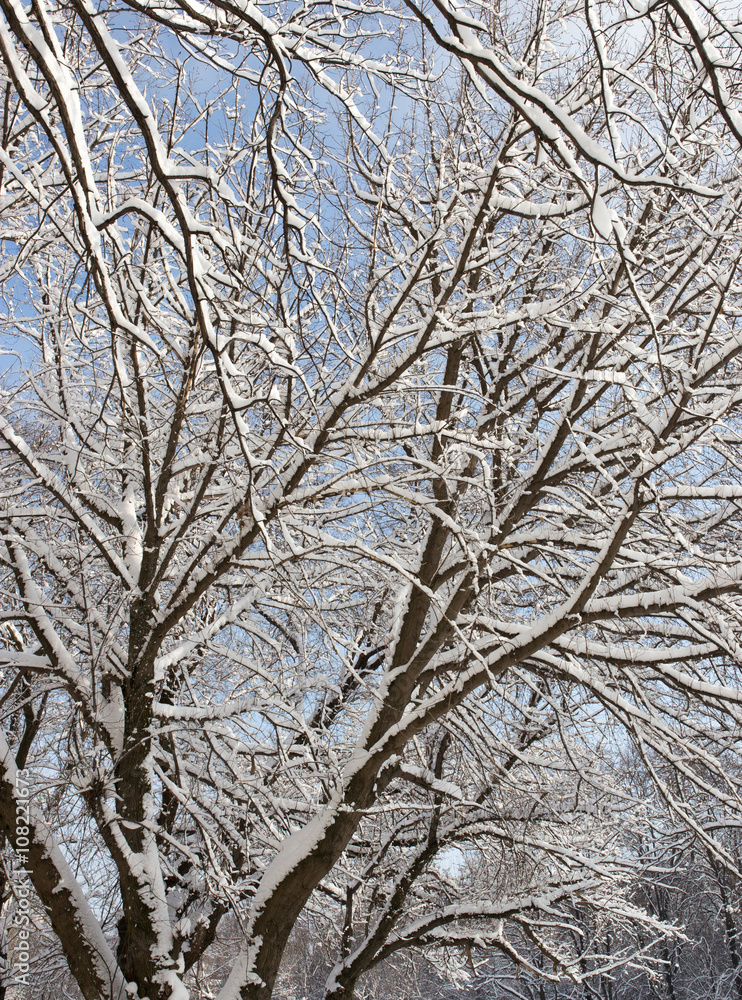 Snow on the tree against the blue sky Snow on the tree against the blue sky