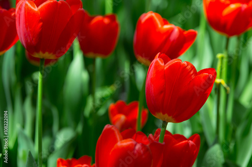 beautiful flowers red flowers red tulips