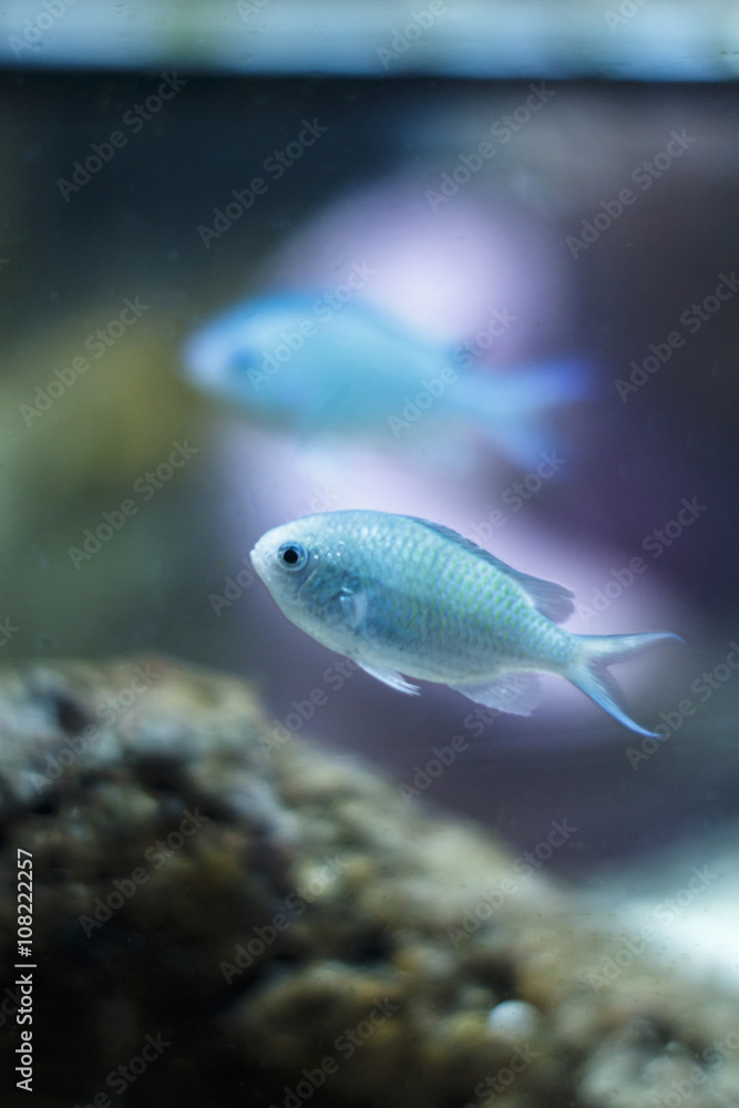 Sea Life Aquarium in Munich, Germany, 2015 Sea Life Aquarium in Munich, Germany, 2015
