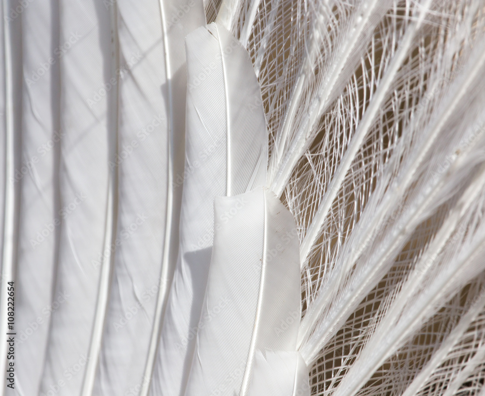 Naklejka premium white peacock feathers as a background