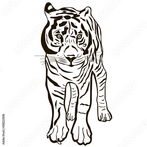Fototapeta Naklejka Na Ścianę i Meble -  Black and white isolated tiger.