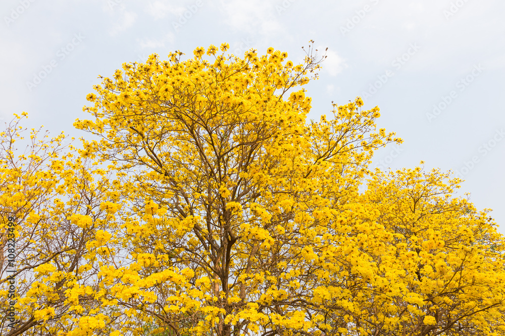 Golden Trumpet trees Golden Trumpet trees