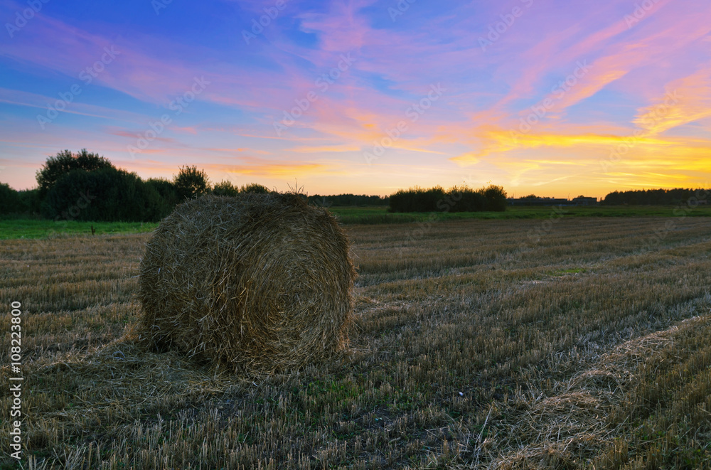 Field of freshly bales of hay in sunset