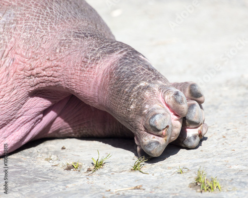 hippo legs in a park on the nature