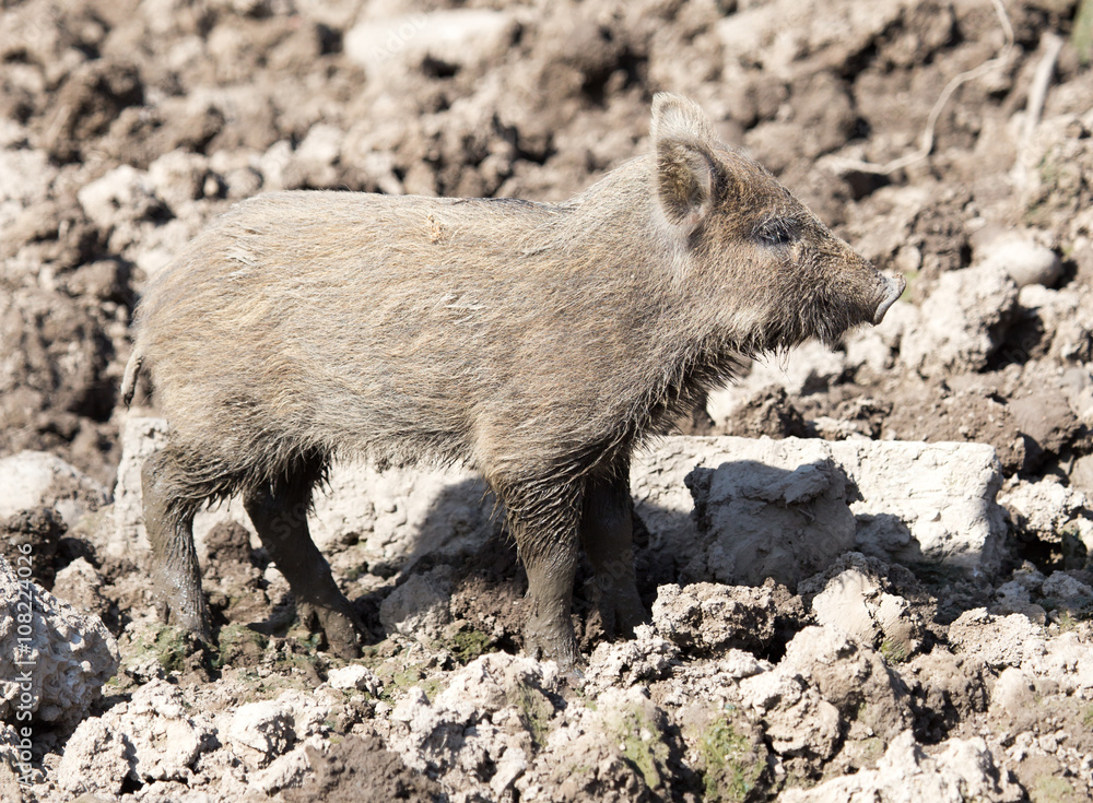 wild boar in the mud in the zoo wild boar in the mud in the zoo