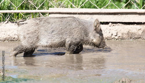 wild boar in the mud in the zoo photo