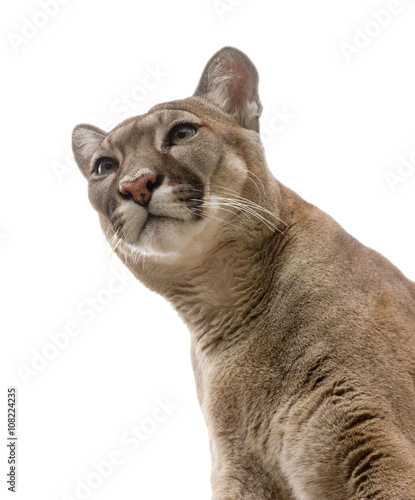 Cougar on white surface. photo