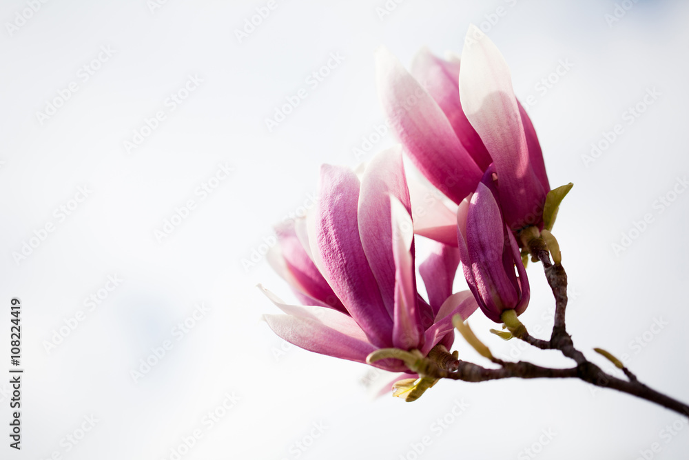 Saucer magnolia (Magnolia x soulangeana). Saucer magnolia (Magnolia x soulangeana).
