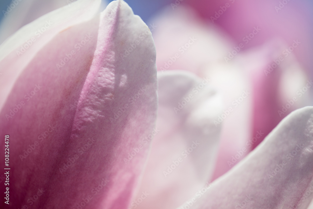 Magnolia flowers on blue sky background. Shallow DOF