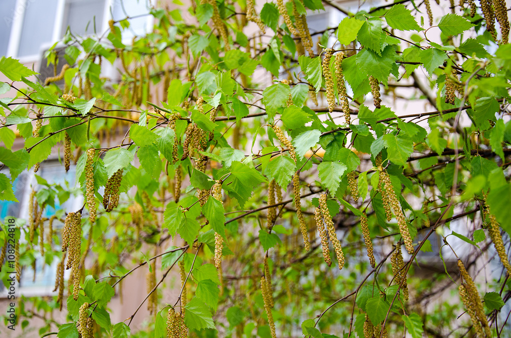 Fototapeta premium Birch tree buds in spring
