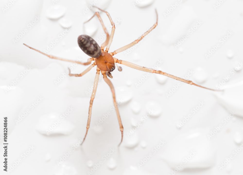 Spider on a white background with water drops Spider on a white background with water drops