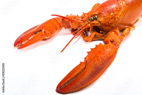 Cooked Lobster Isolated on White