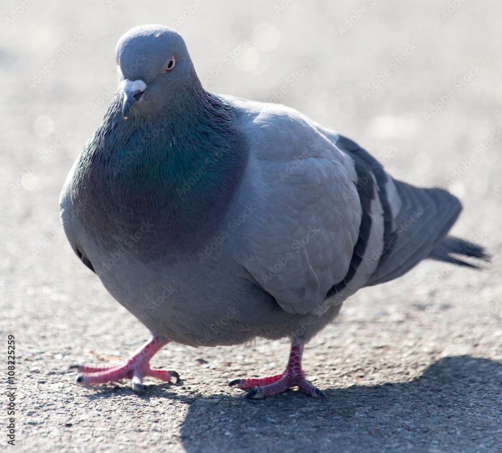 portrait of pigeon on nature portrait of pigeon on nature