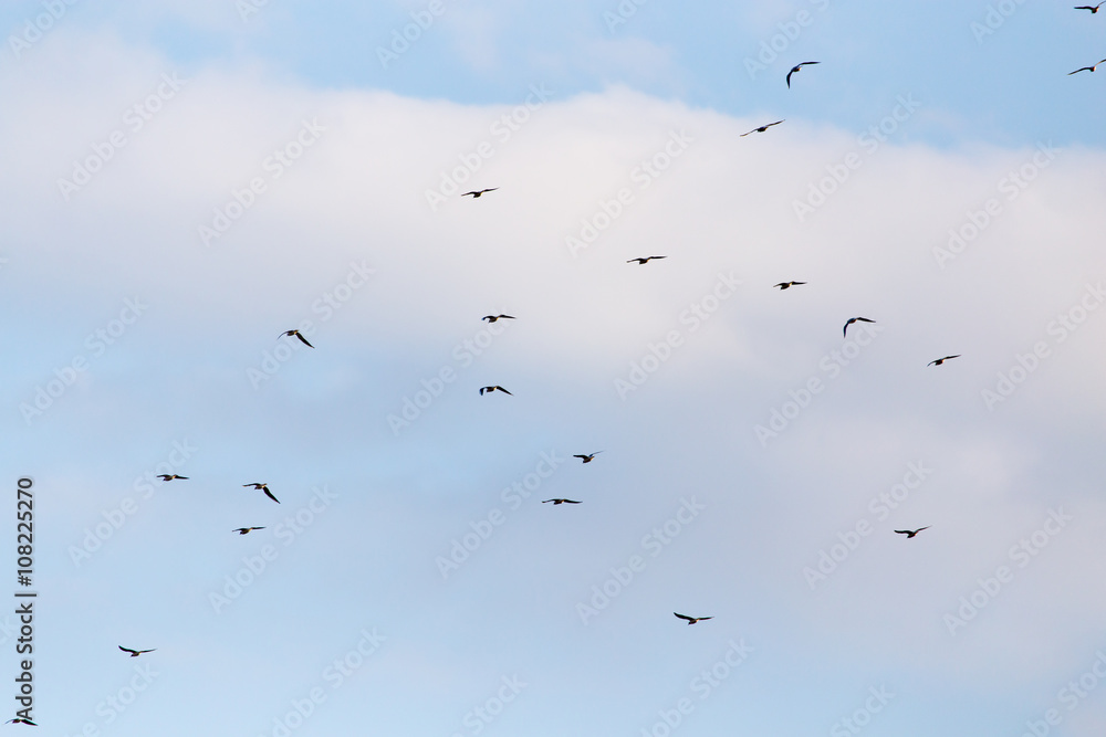 A flock of seagulls flying in the sky