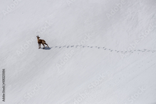 Rebeco chamois in the snow