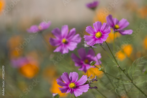 Flores cosmo (Cosmos bipinnatus )