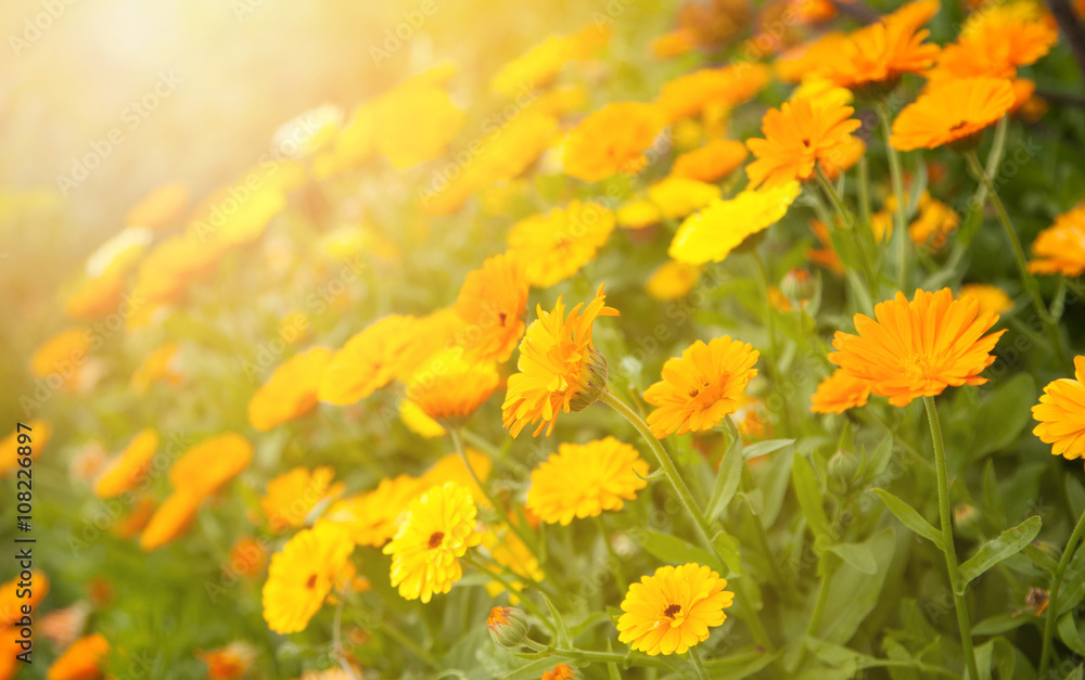 Fototapeta premium Blurred summer background with flowers calendula