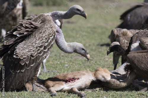 Vultures feeding on a wildebeest calf carcass in the african plains