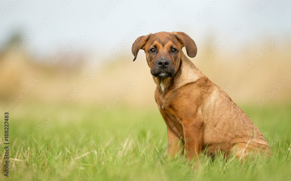Young Brown Purebred Puppy