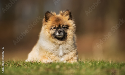 Pomeranian dog outdoors in nature