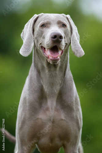 Purebred Weimaraner dog outdoors in nature © Mikkel Bigandt