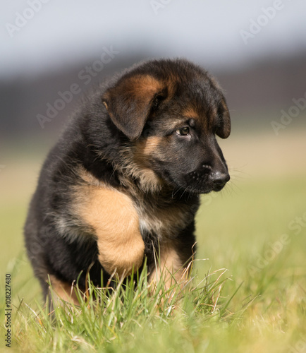 German Sherherd Puppy