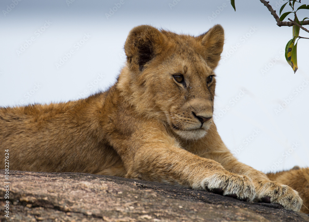Fototapeta premium Small lion on thr rock on Kenia Savannah