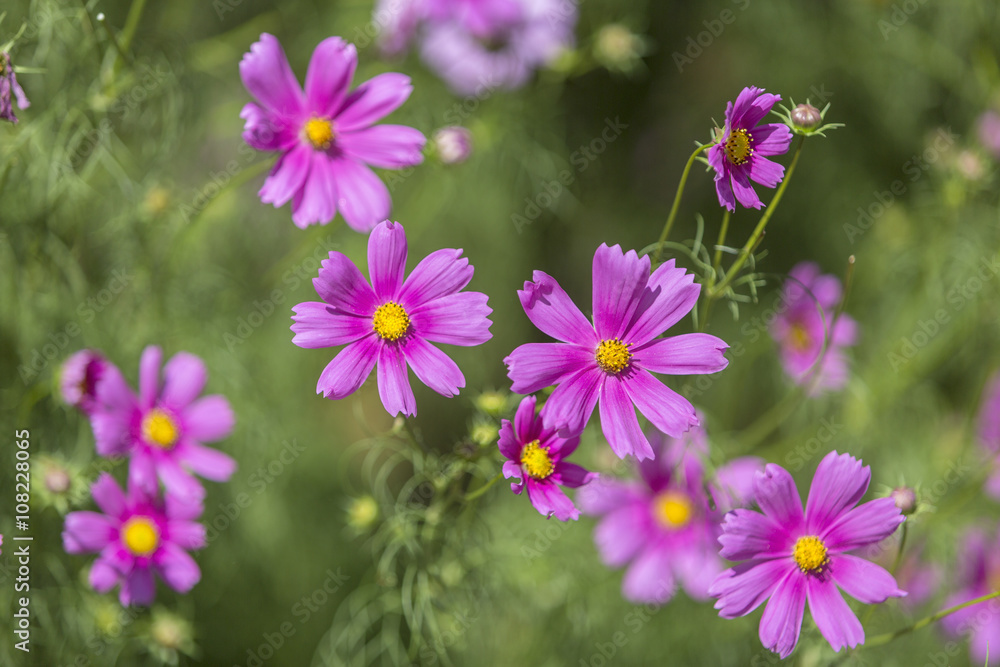 Flores cosmo (Cosmos bipinnatus ) Flores cosmo (Cosmos bipinnatus )