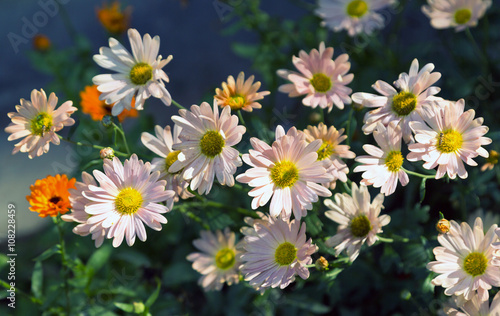 flowers in field