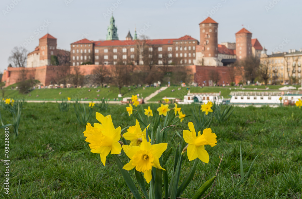 Blooming daffodils and Wawel castle, Krakow, Poland