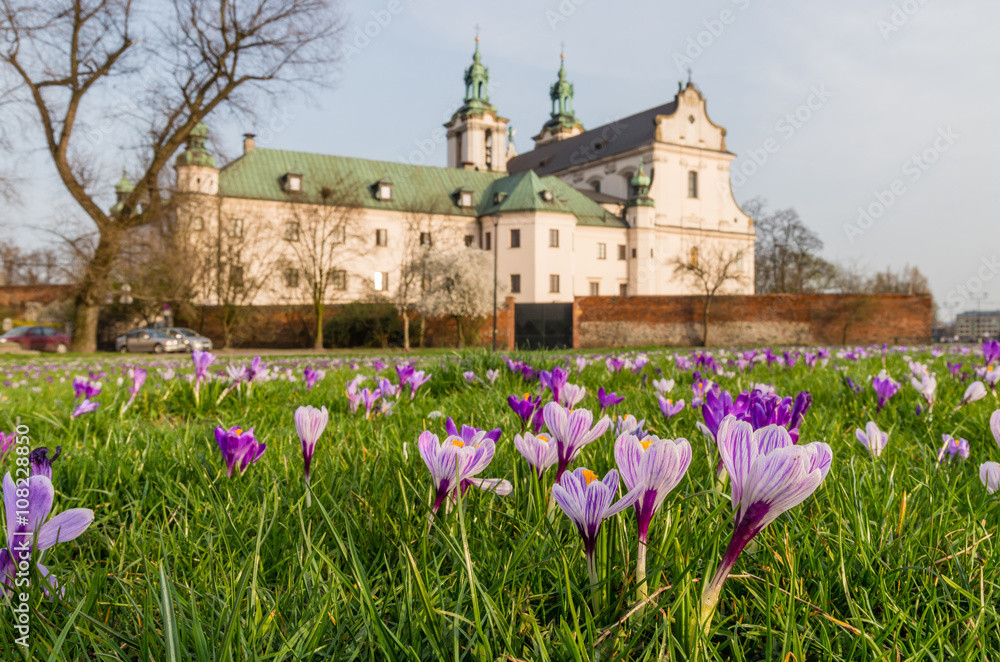 Crocuses on the meadow and Skalka monastery, Krakow, Poland - focus on flowers