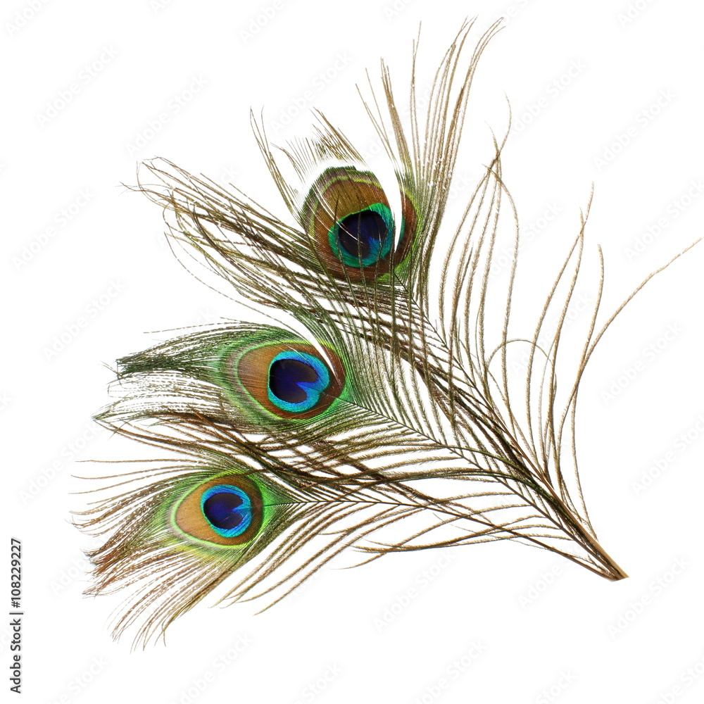 Obraz premium Beautiful peacock feathers on white background