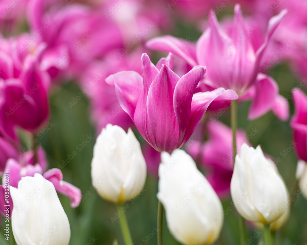 Obraz premium Tulipanes Real Jardin Botanico