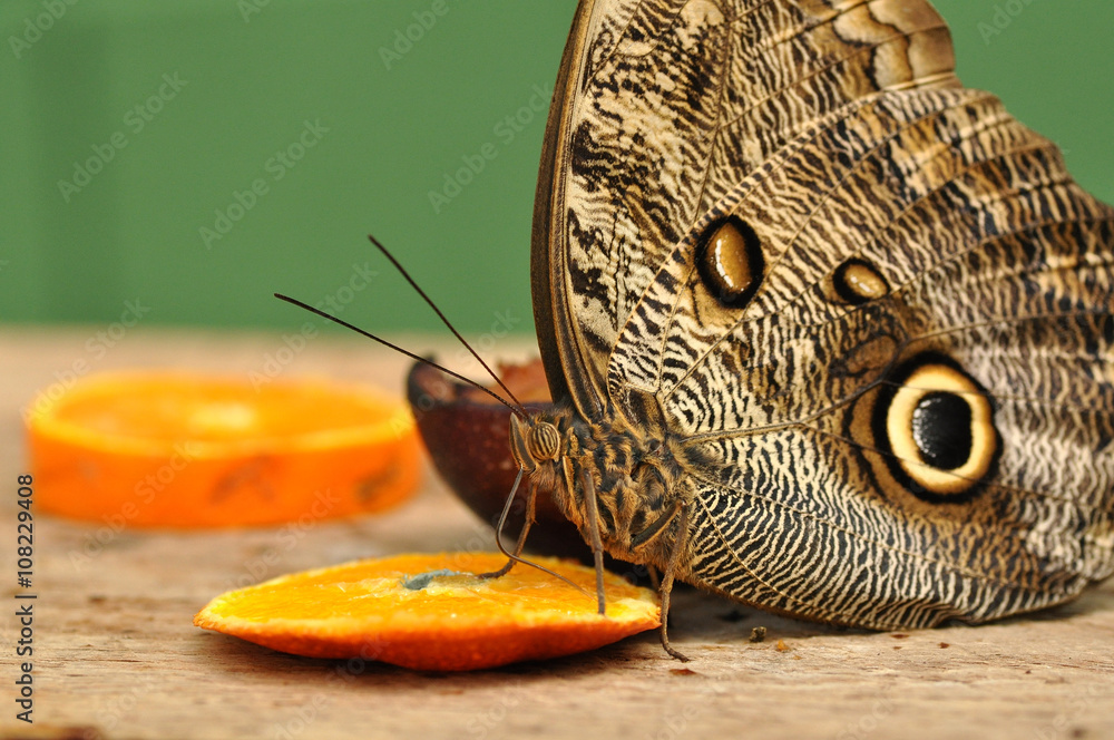 Fototapeta premium Mariposa búho comiendo naranja