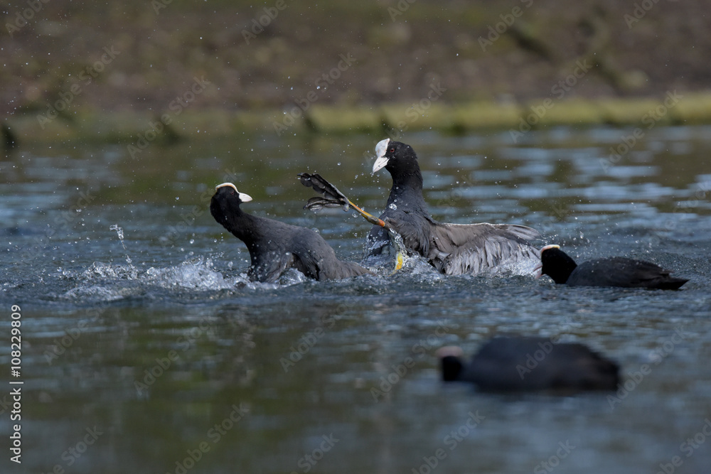 Fototapeta premium Eurasian Coot, Coot, Fulica atra - spring flight. 