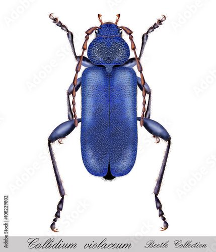 Bug callidium violaceum
