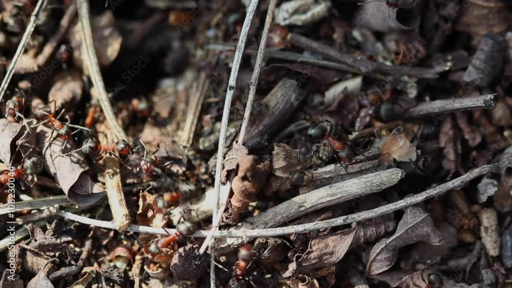 Ants working in ant hill.
Ants working in ant hill.