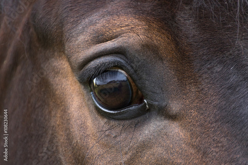 schwarzes Auge eines fast schwarzen Pferdes