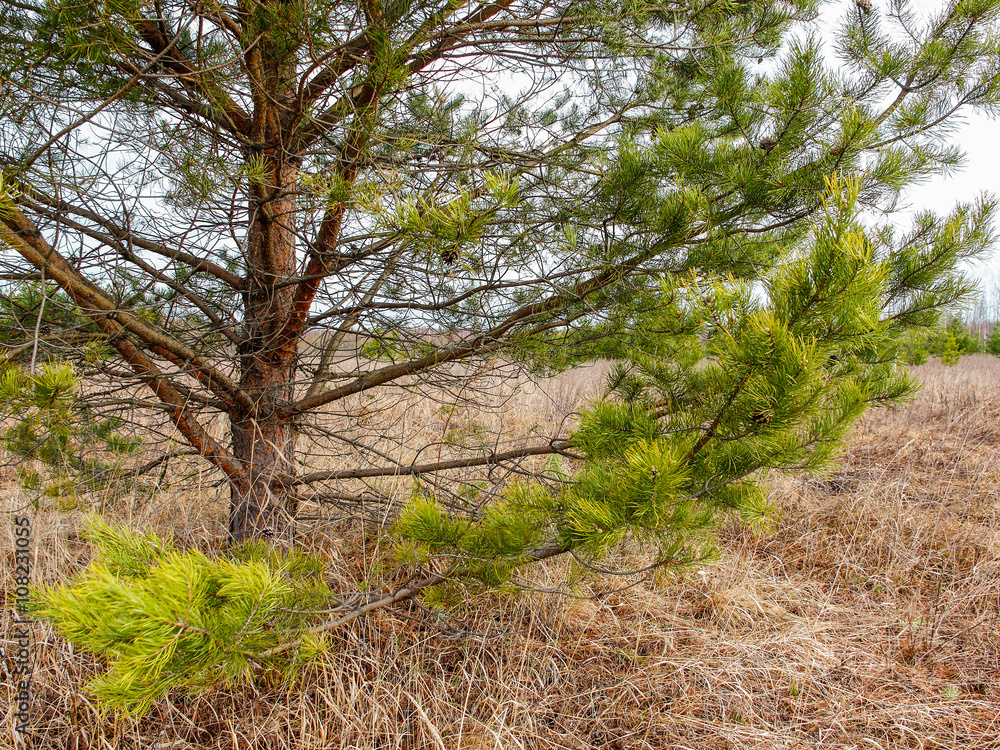 Naklejka premium Pine on a dry grass.