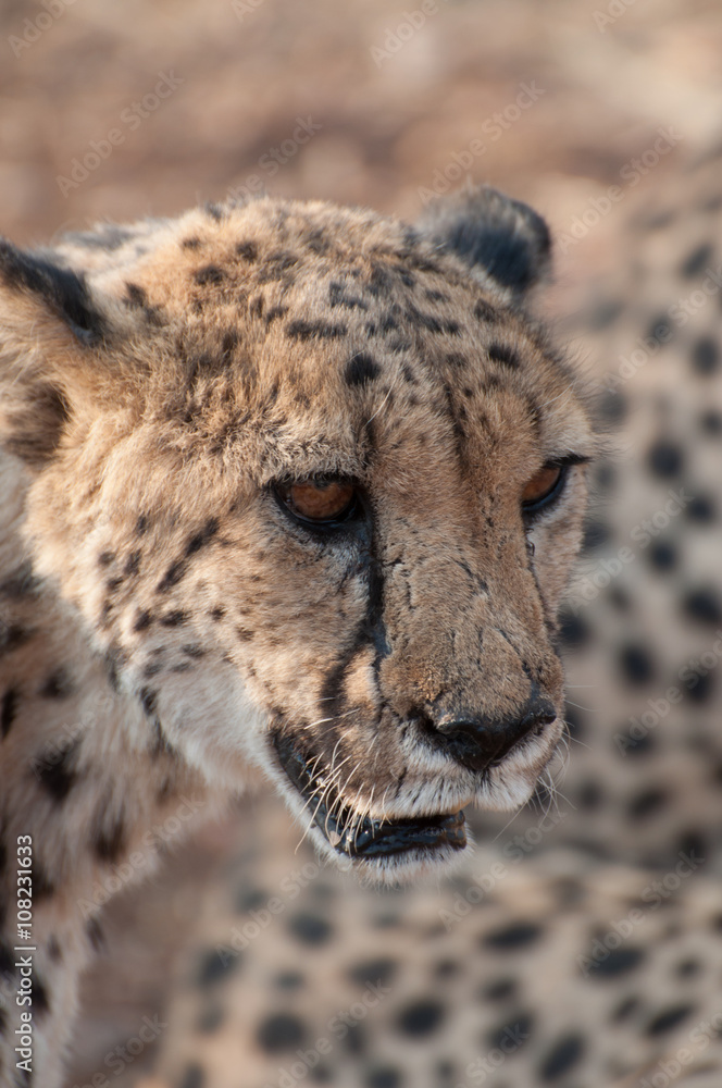 Portrait of a prowling cheetah Portrait of a prowling cheetah