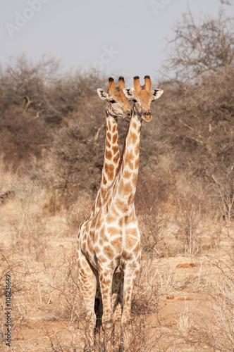 Photography Two Headed Giraffe