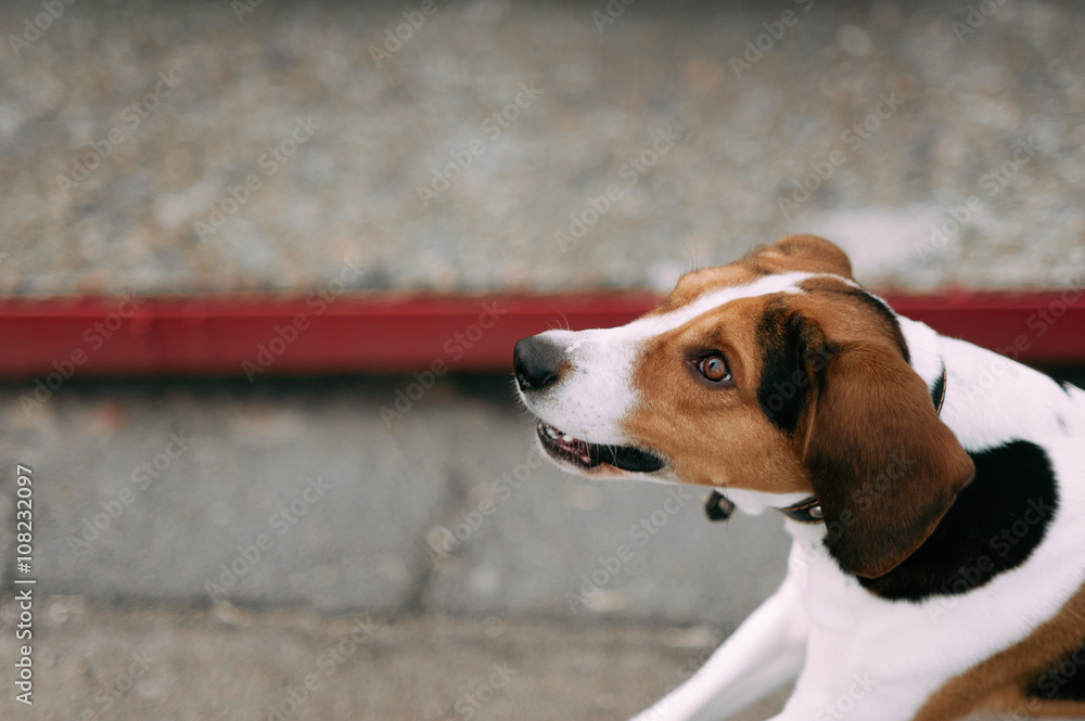 Estonian Hound dog outdoor close up portrait at cloudy day