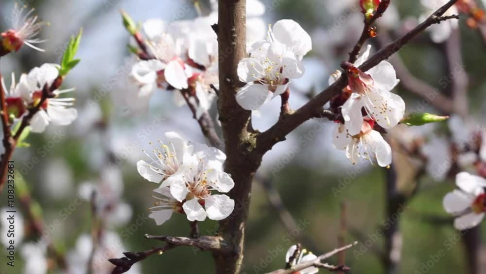 Blooming apricot fruit tree branch with flowers Blooming apricot fruit tree branch with flowers