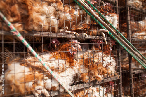 chickens in a cage. birds in a cage. bird's farm. animals abuse.